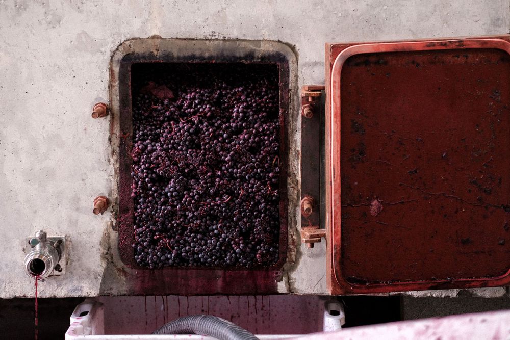 Crushed purple grapes fermenting in a red metal container for winemaking.