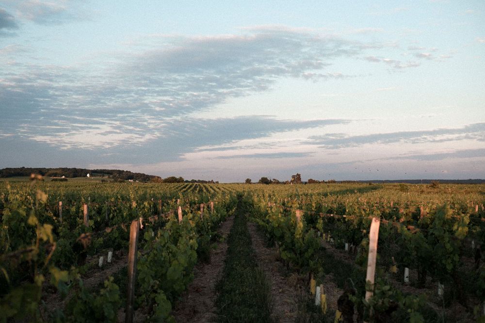 Rows of grapevines stretch into the distance under a sunset sky in a picturesque vineyard landscape.