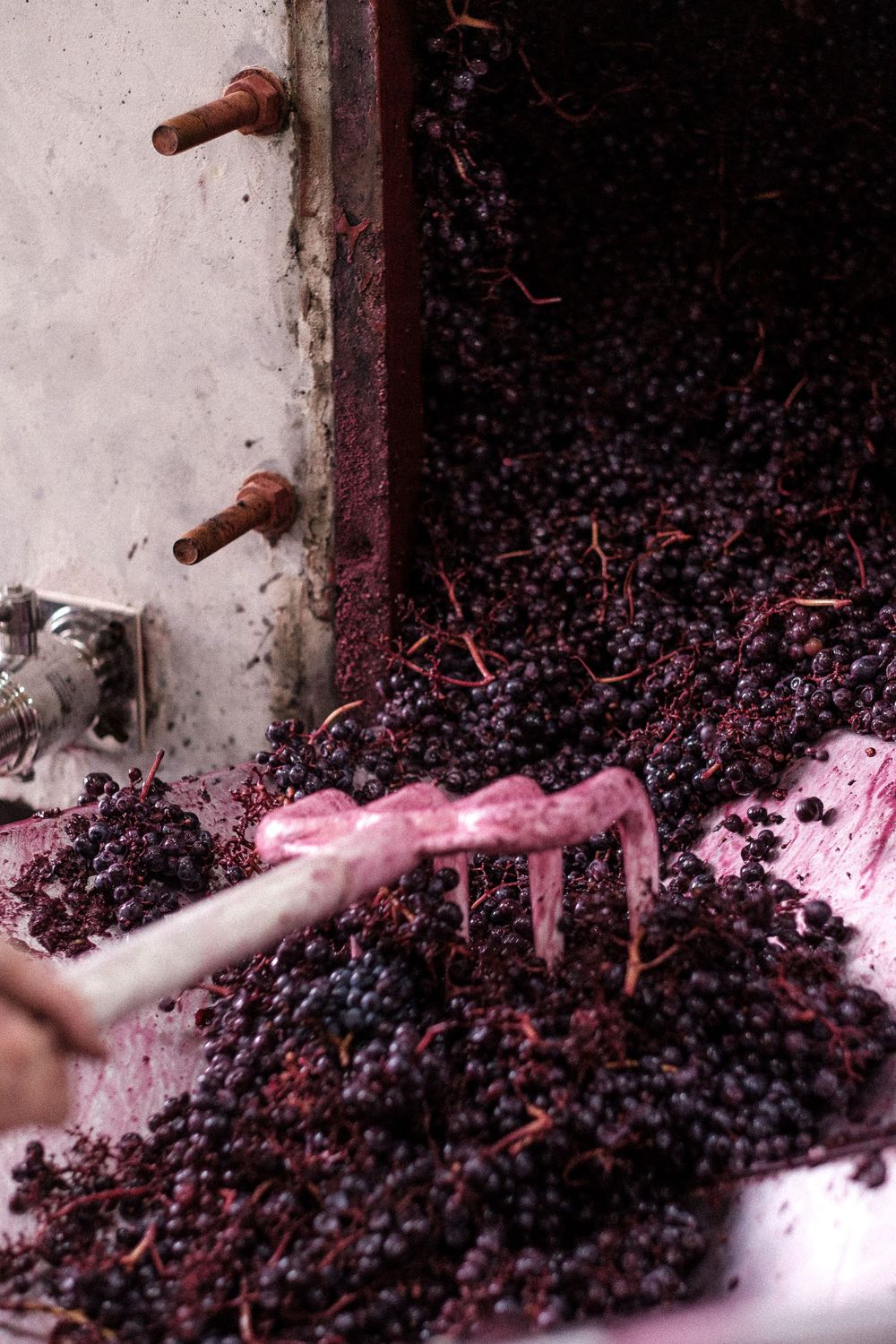 Wine grapes being processed in traditional winemaking equipment.