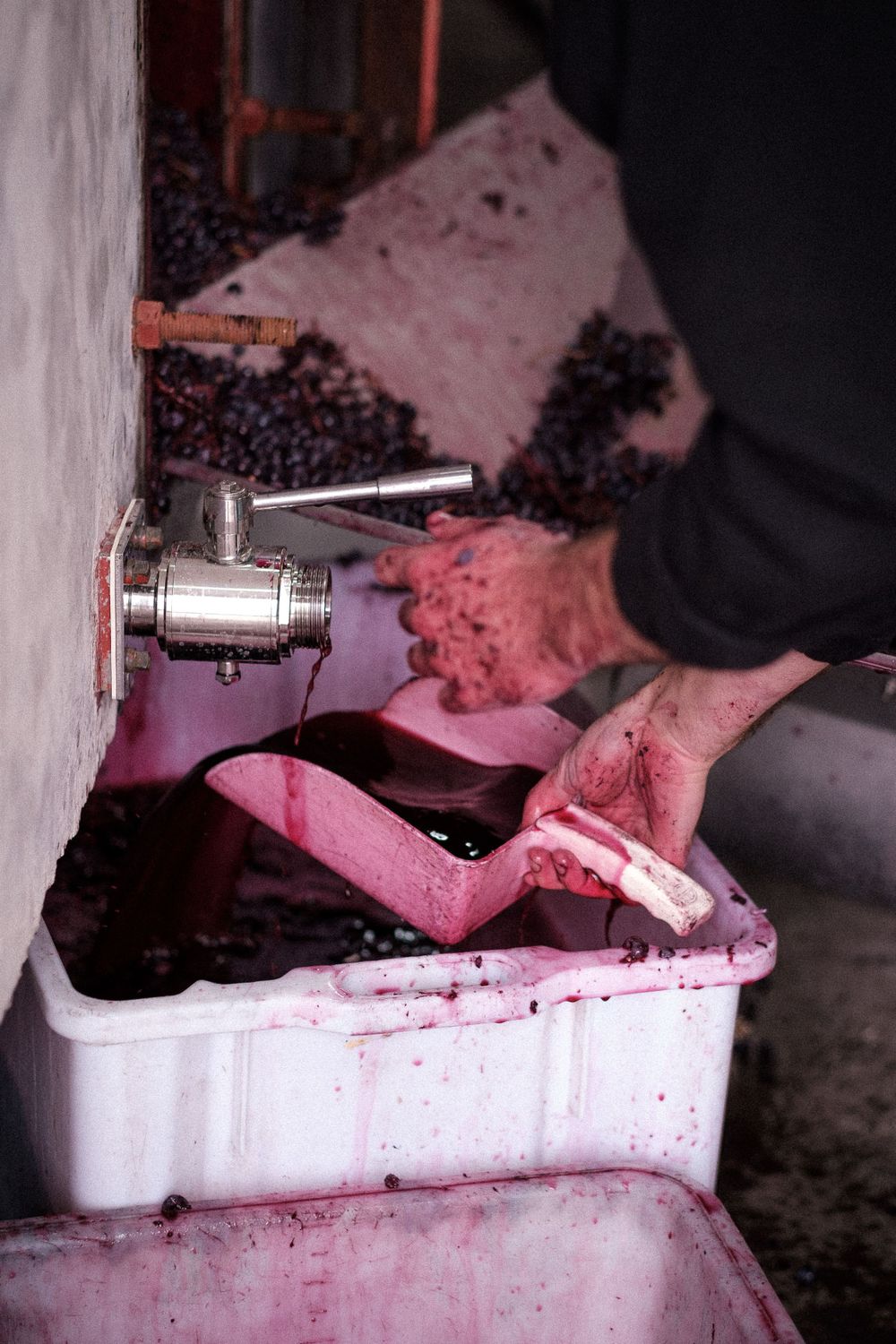 Purple grape must being processed in white industrial wine making container.