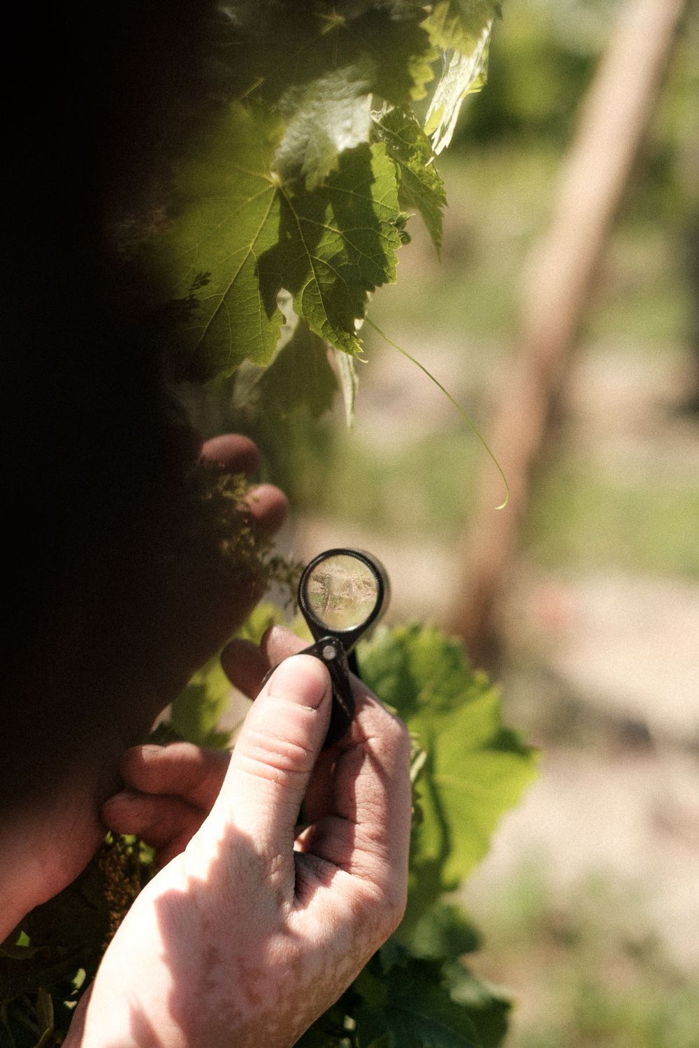 Close-up of hands examining grape vines through a magnifying glass in bright sunlight.