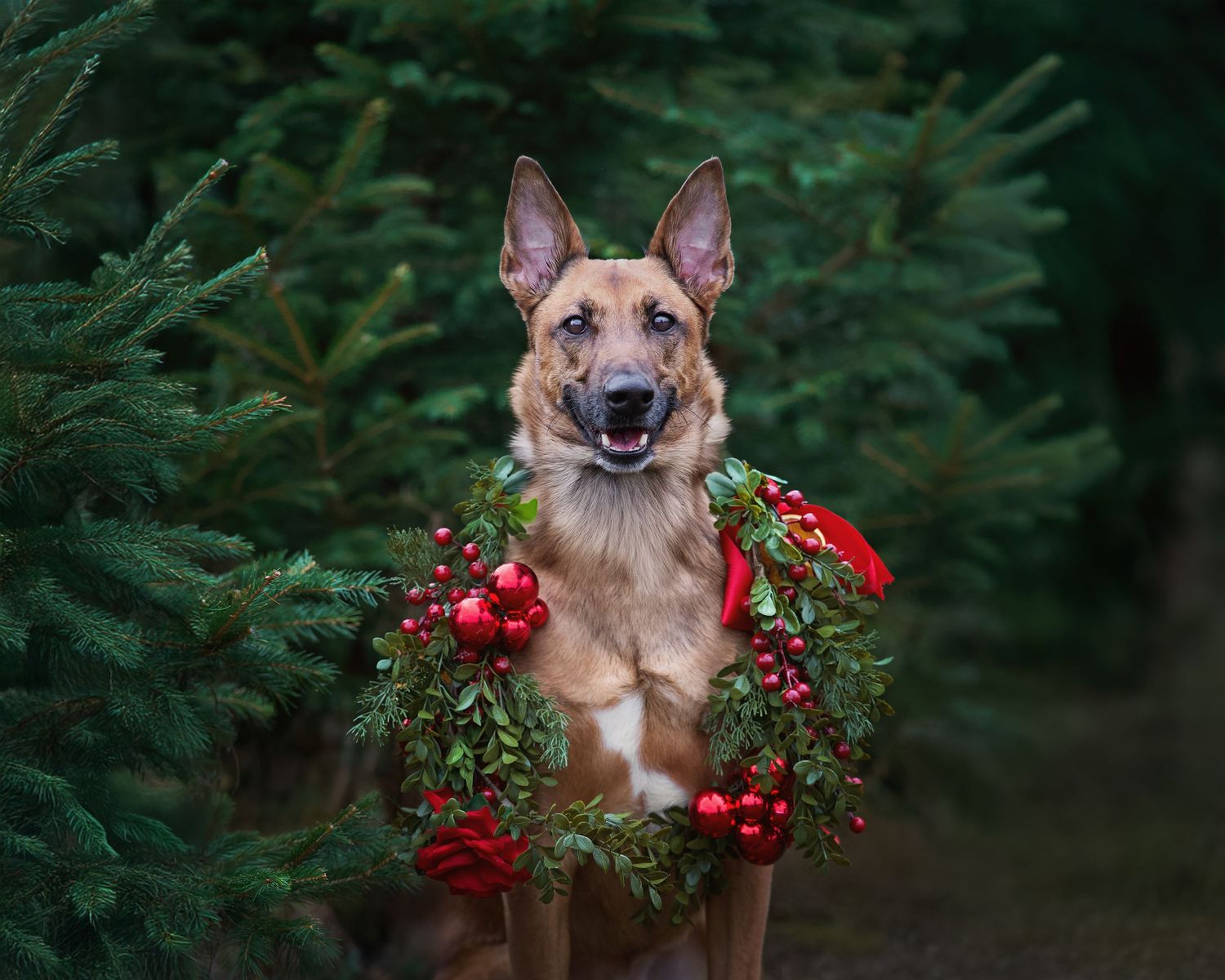 A German Shepherd dog wearing a festive red berry wreath poses among evergreen trees.