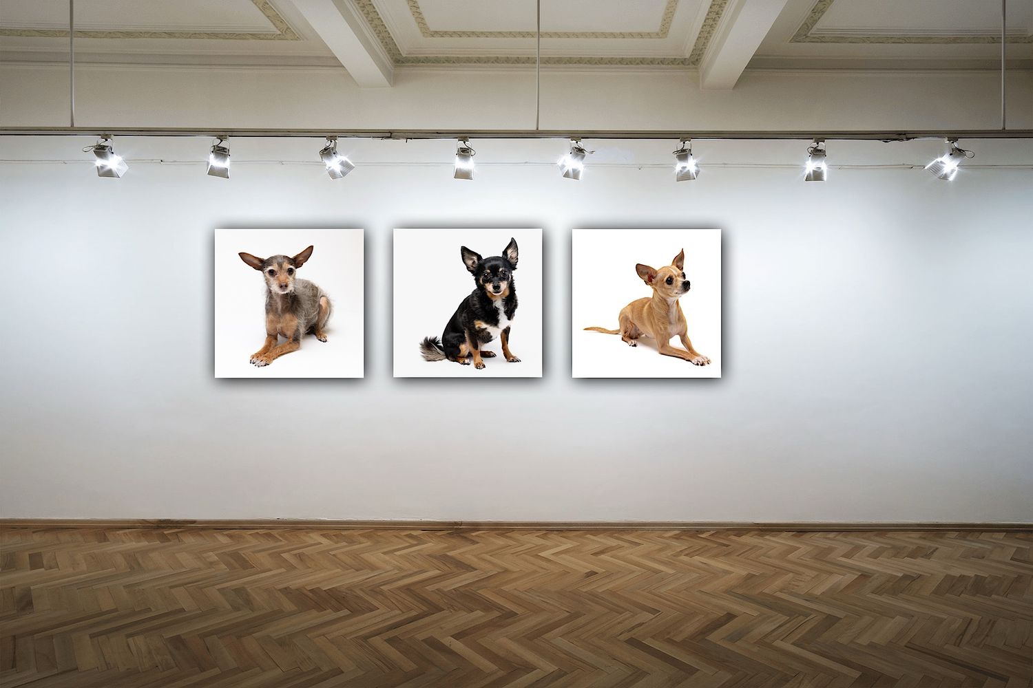 Display of studio dog portraits as trio of wall art or triptych Copyright Amanda Barr Photography