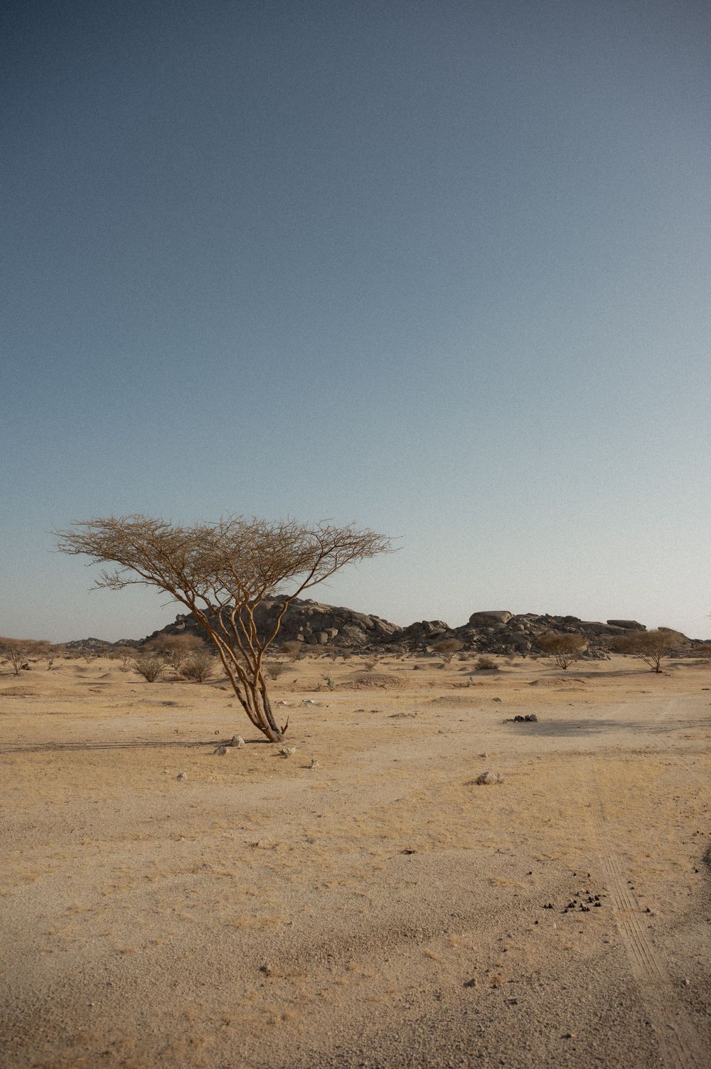 Desert landscape with scattered acacia trees and rocky outcrops under a clear sky.