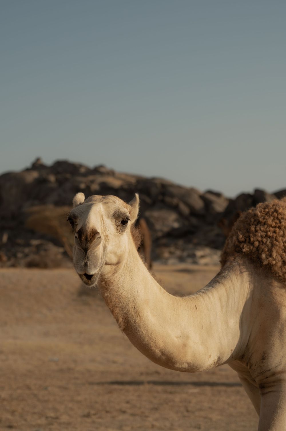 Close-up of white camels resting in desert landscape.