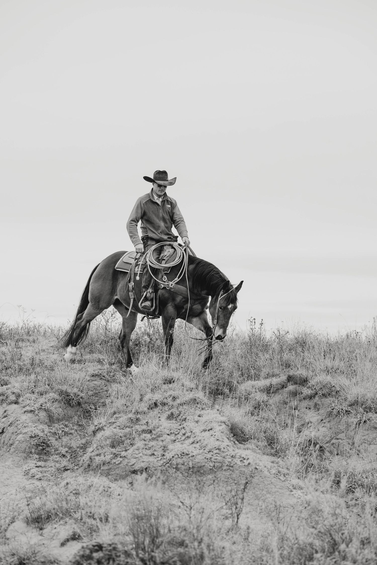 Equine Photography