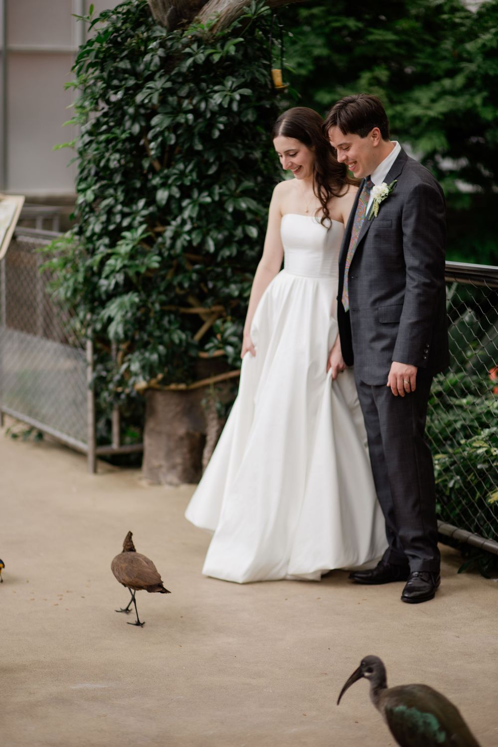 Elegant wedding couple poses in greenhouse garden while quail bird walks nearby.