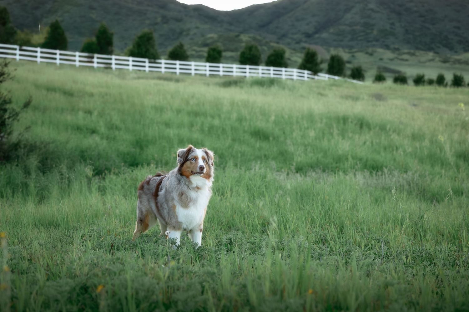 Australian shepherd dog runs through green mountain meadow with white fence in background.