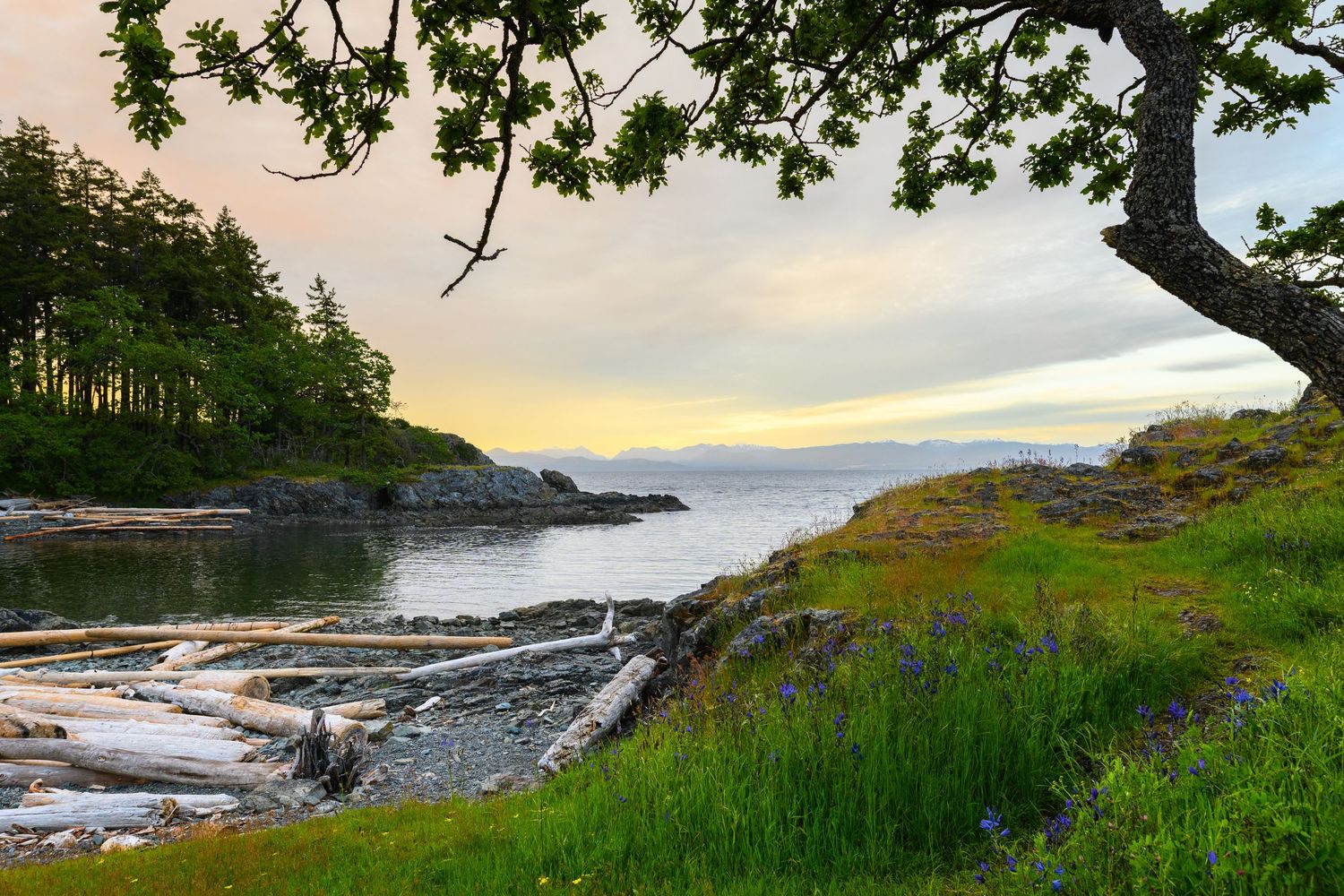 Scenic coastal landscape with rocky shoreline, green grass, and trees overlooking the ocean at sunset.