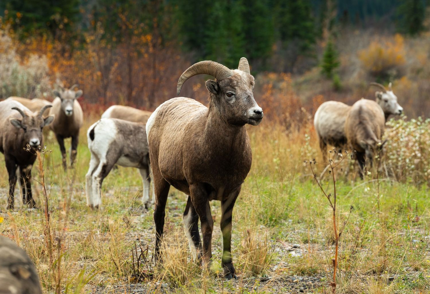 A herd of bighorn sheep grazing in a mountain meadow during autumn with evergreen trees in the background.