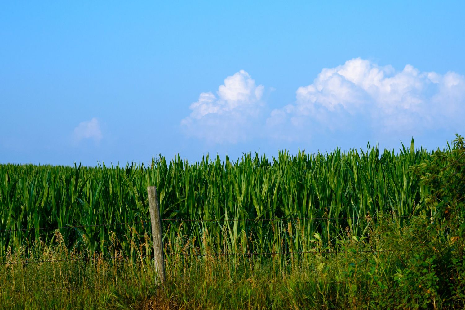 A panoramic view of lush green cornfields stretching to the horizon under a bright blue summer sky.