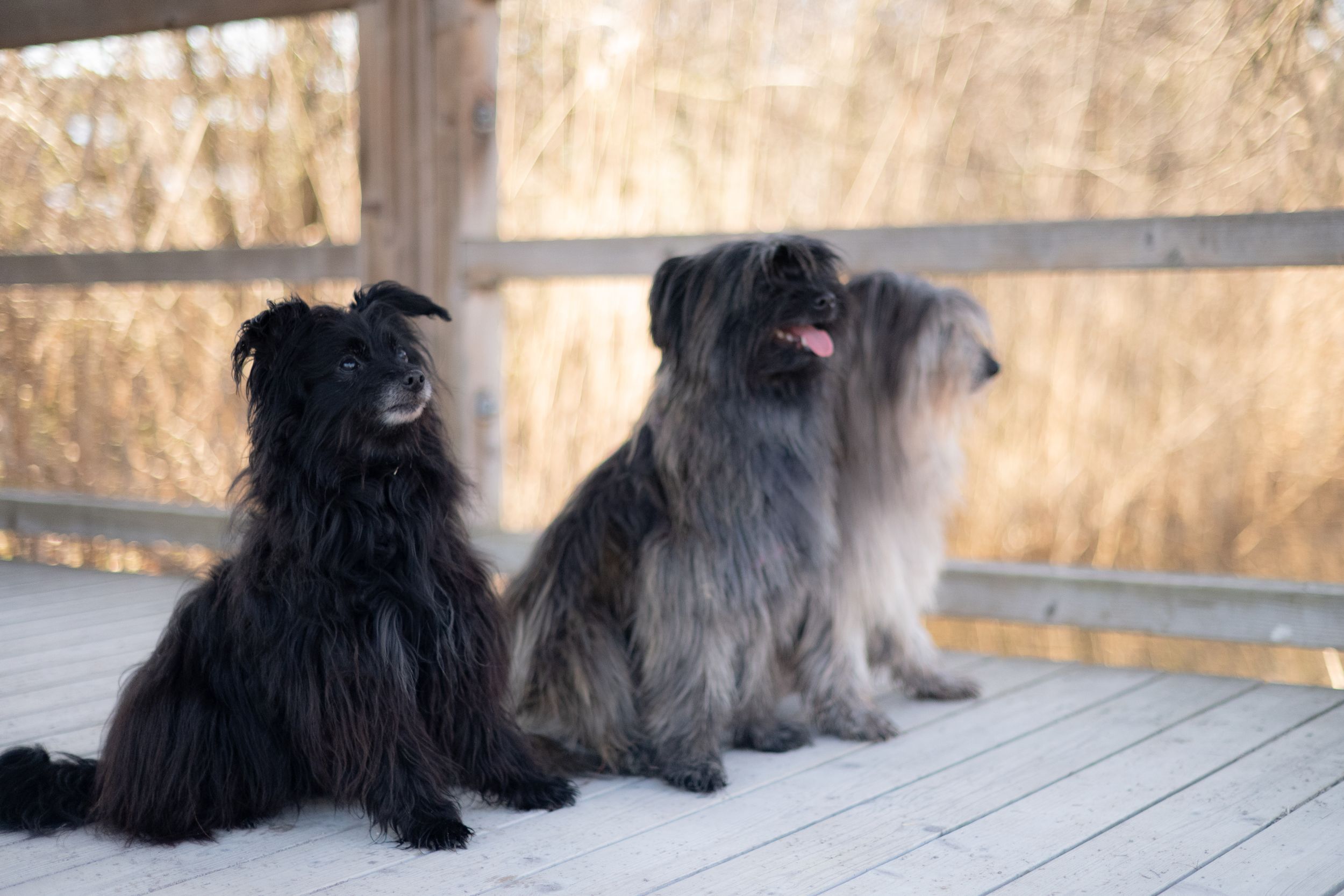 dogs portrait in natural light