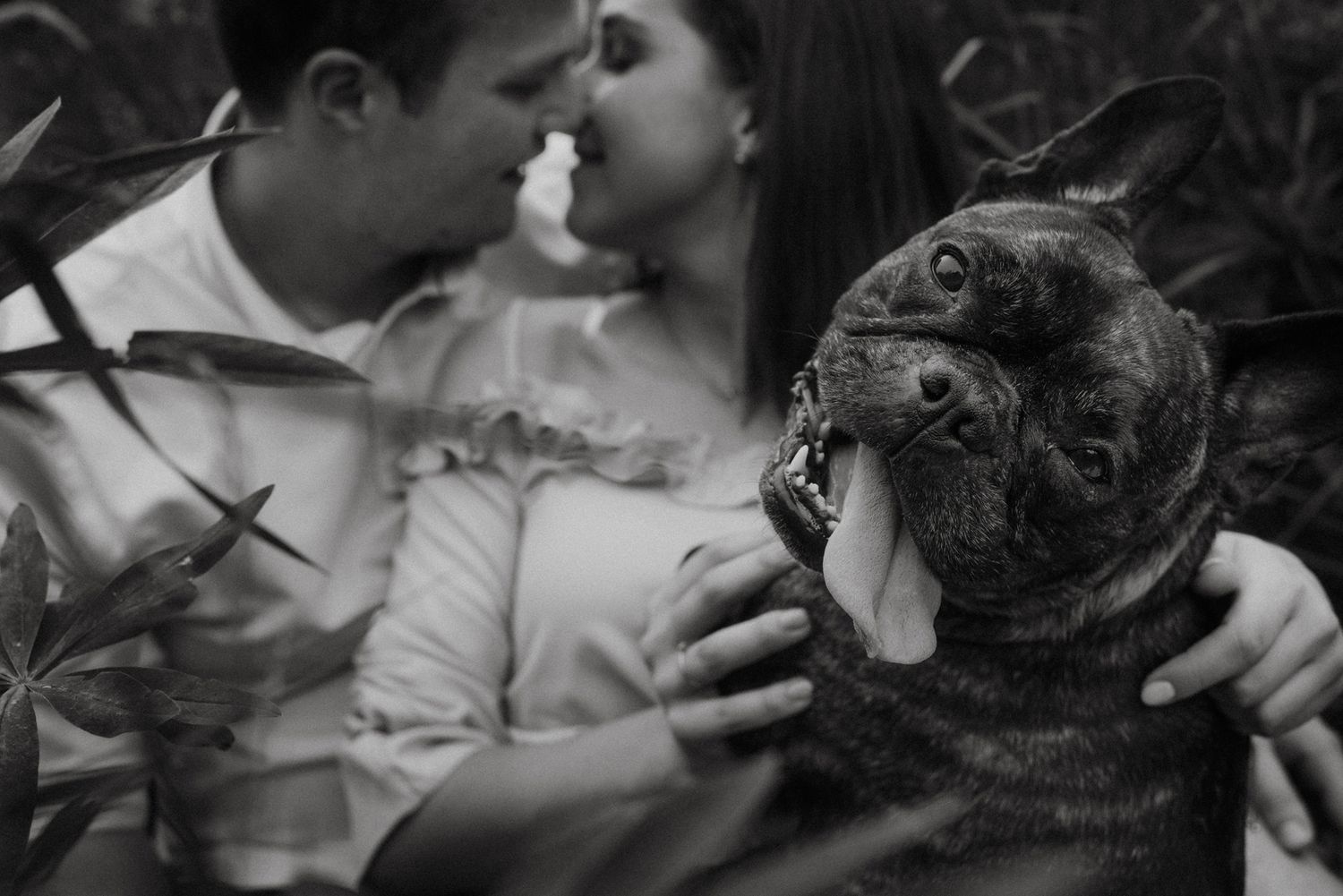 A series of black and white photographs showing close-up interactions between a person and a small French Bulldog.