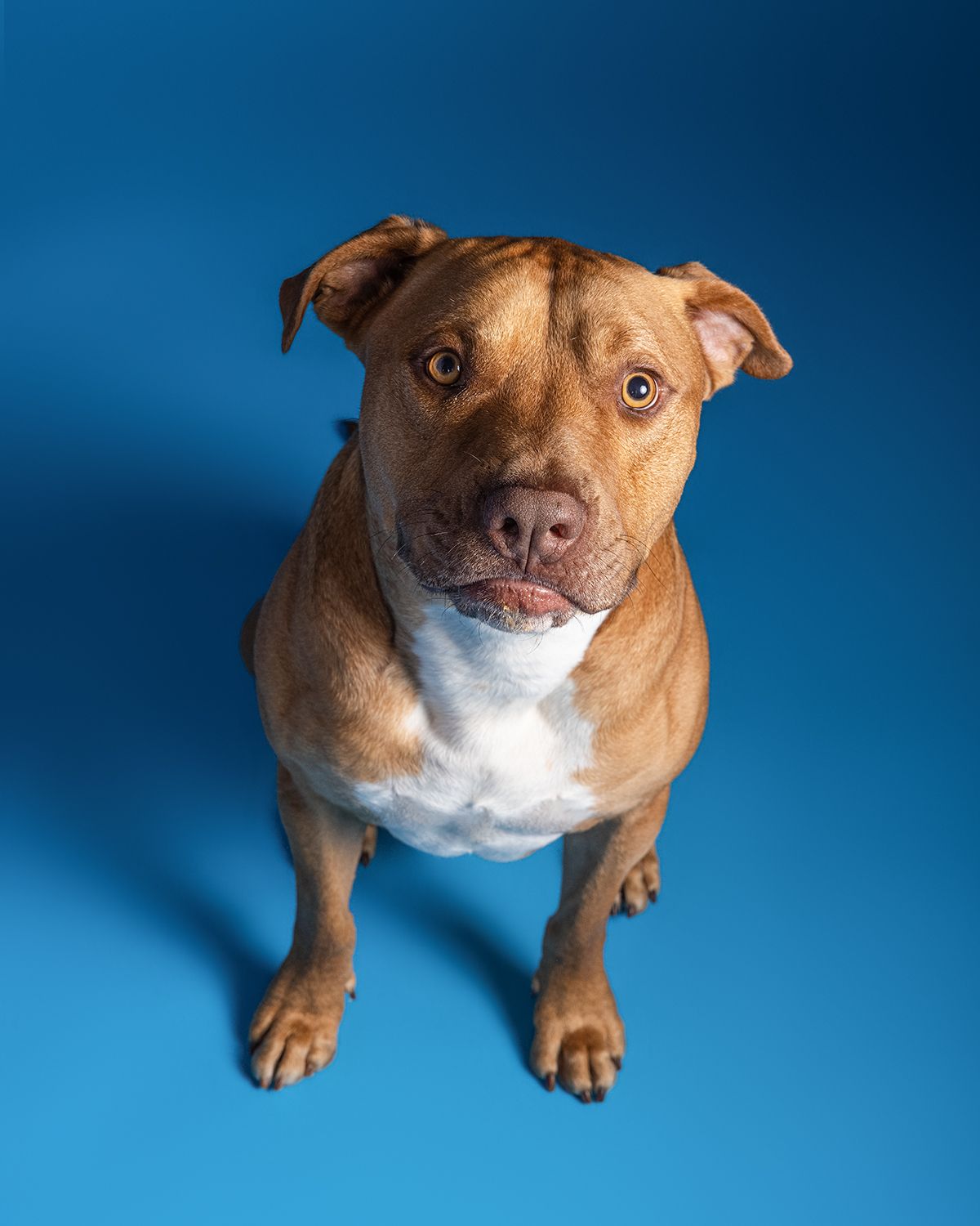 A brown and white pit bull dog sits against a vibrant blue background, looking up with an endearing expression.