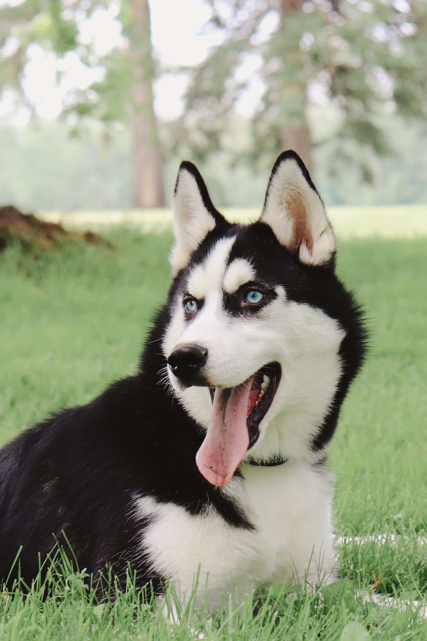 A black and white Husky dog with bright blue eyes lies in green grass showing different playful expressions.