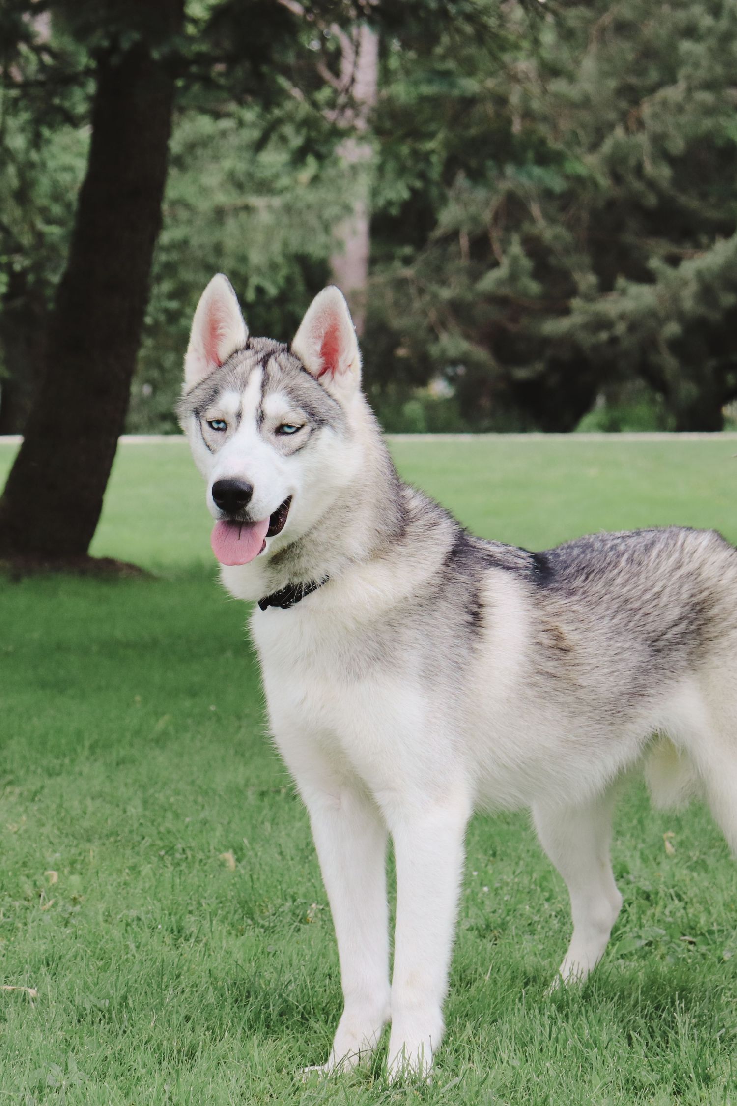 A series of four connected photos showing a white and gray Siberian Husky dog standing in a grassy outdoor setting.