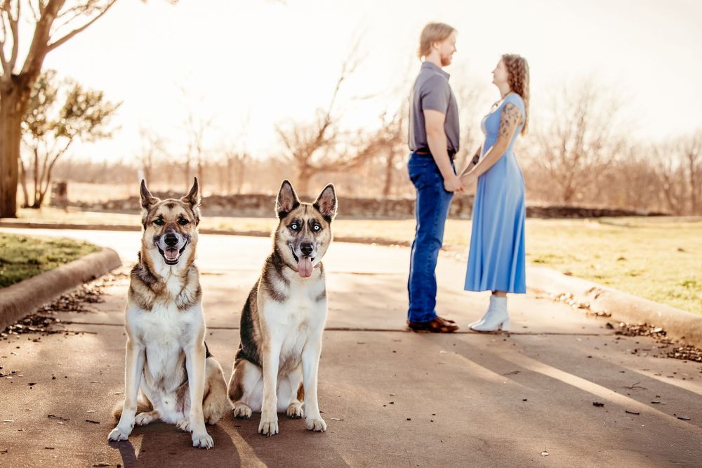 Two German Shepherds sit on a path while a couple in blue and denim stands together in the background at sunset.