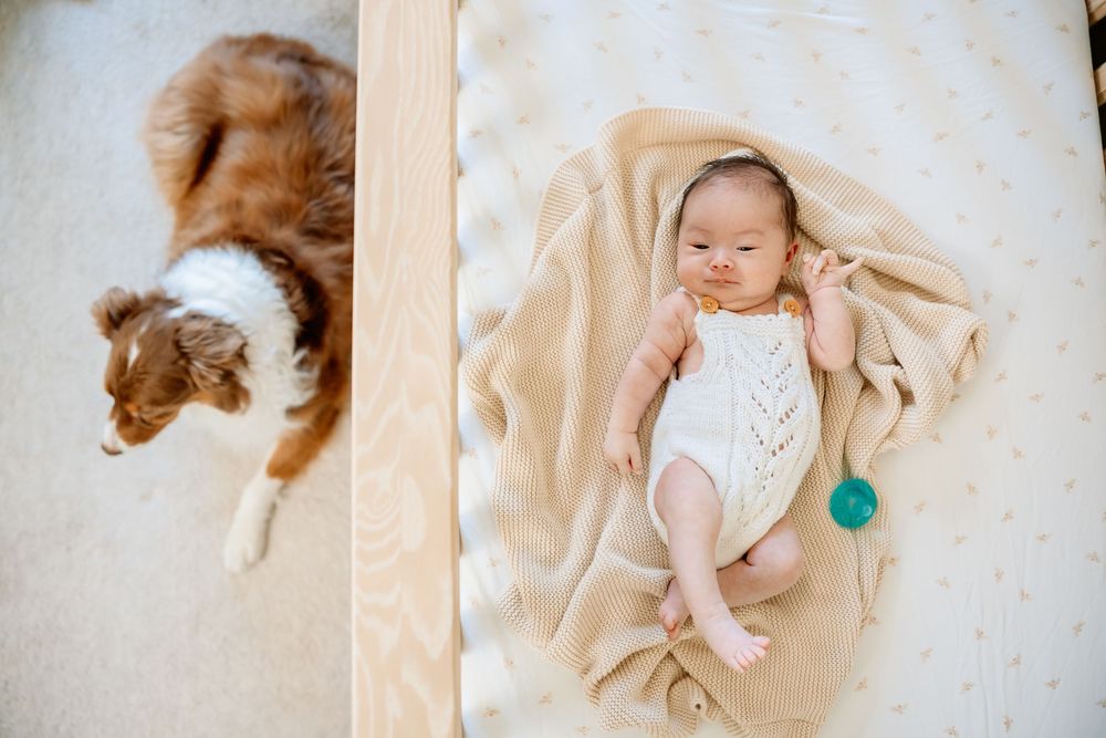 Overhead view of a newborn baby lying on a beige blanket beside a brown and white Australian Shepherd dog.