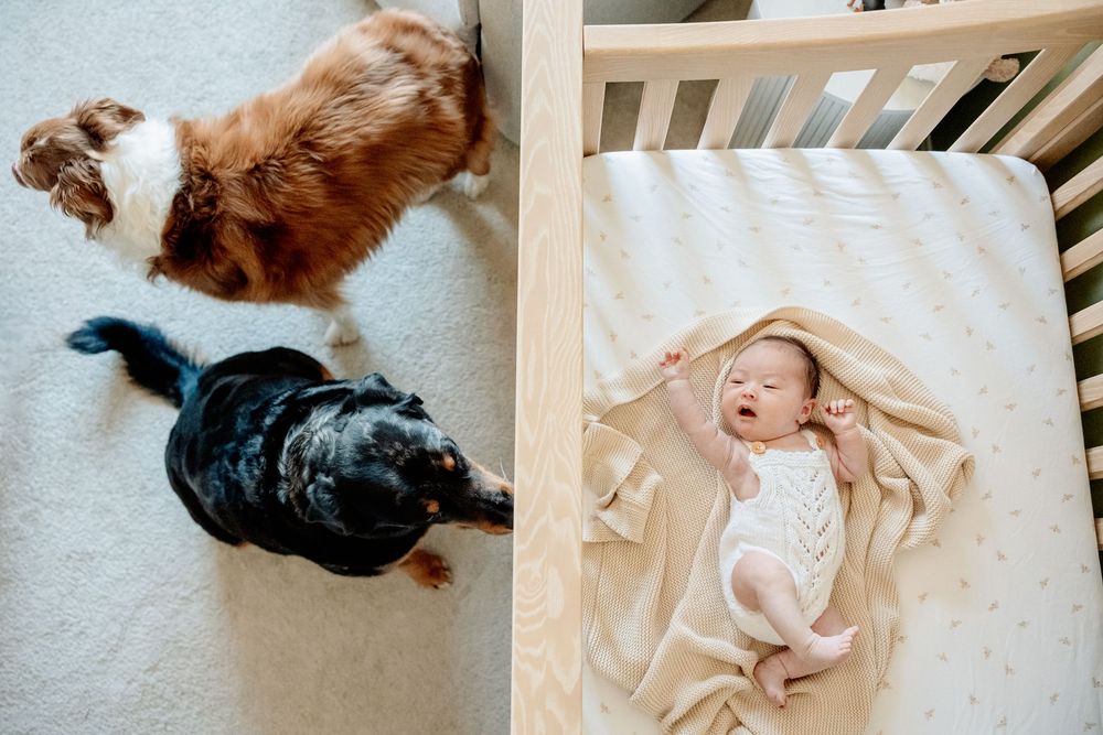 Aerial view of a newborn baby sleeping in a wooden crib beside two dogs on a carpeted floor.