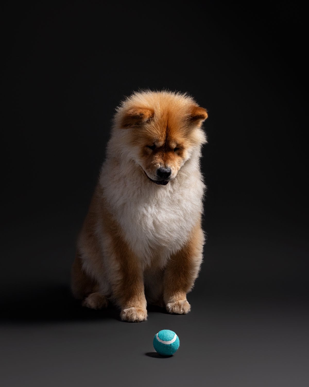 Fluffy Chow Chow dog sitting on dark background, looking down at a small teal tennis ball.