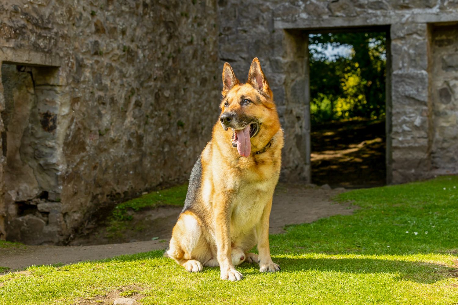 A majestic German Shepherd dog sitting on green grass near ancient stone ruins on a sunny day.
