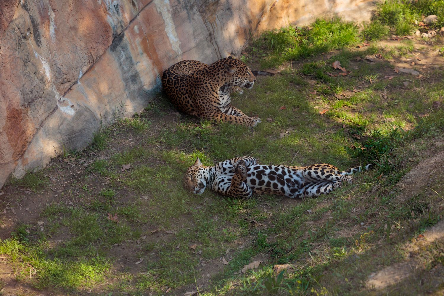 A spotted leopard rests on its side in a shaded outdoor enclosure at a wildlife sanctuary.