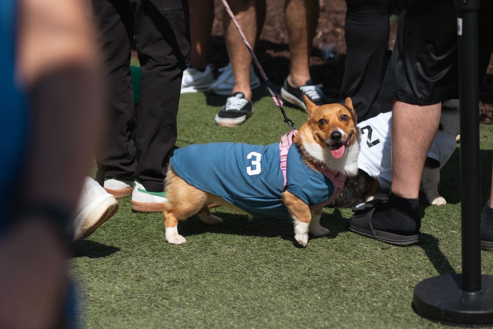 Corgi Dash event photography by Miami-based photographer Teá Mox.