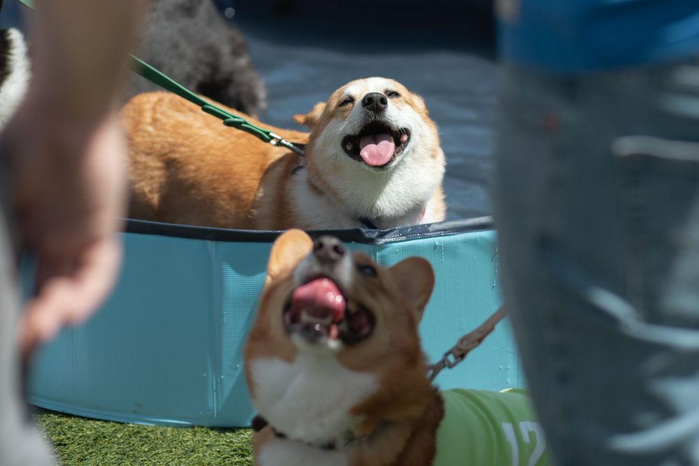 Corgi Dash event photography by Miami-based photographer Teá Mox.