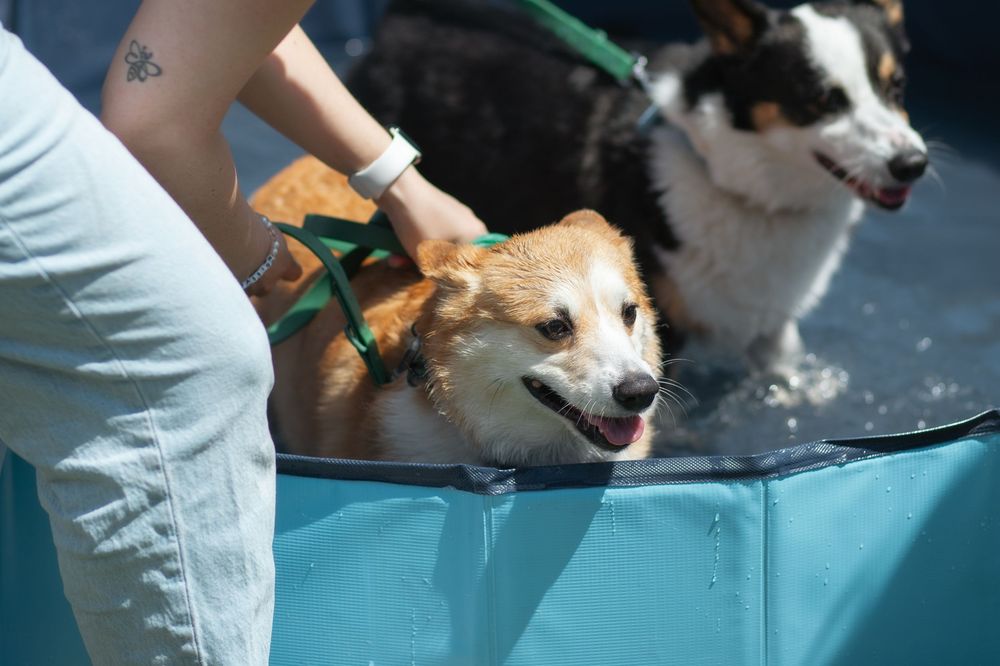 Corgi Dash event photography by Miami-based photographer Teá Mox.