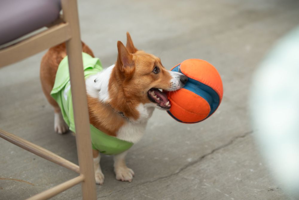 Corgi Dash event photography by Miami-based photographer Teá Mox.