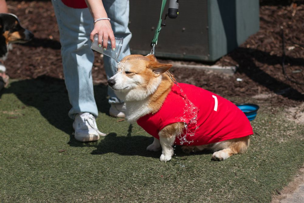 Corgi Dash event photography by Miami-based photographer Teá Mox.