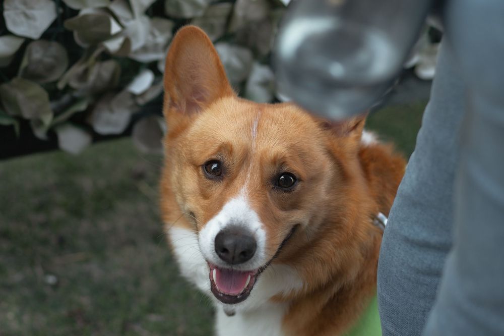 Corgi Dash event photography by Miami-based photographer Teá Mox.