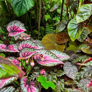 Pink and dark green leaves creating a nature filled image