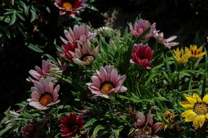 Various coloured flowers