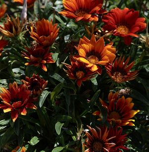 Orange and yellow tones of flower poking out through dark green sunlit leaves