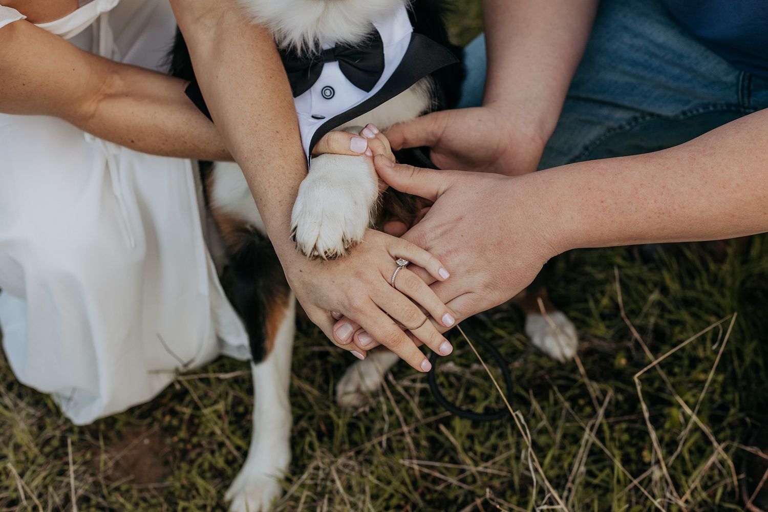Close-up of hands petting a white dog's fur while sitting on grass outdoors in San Diego.