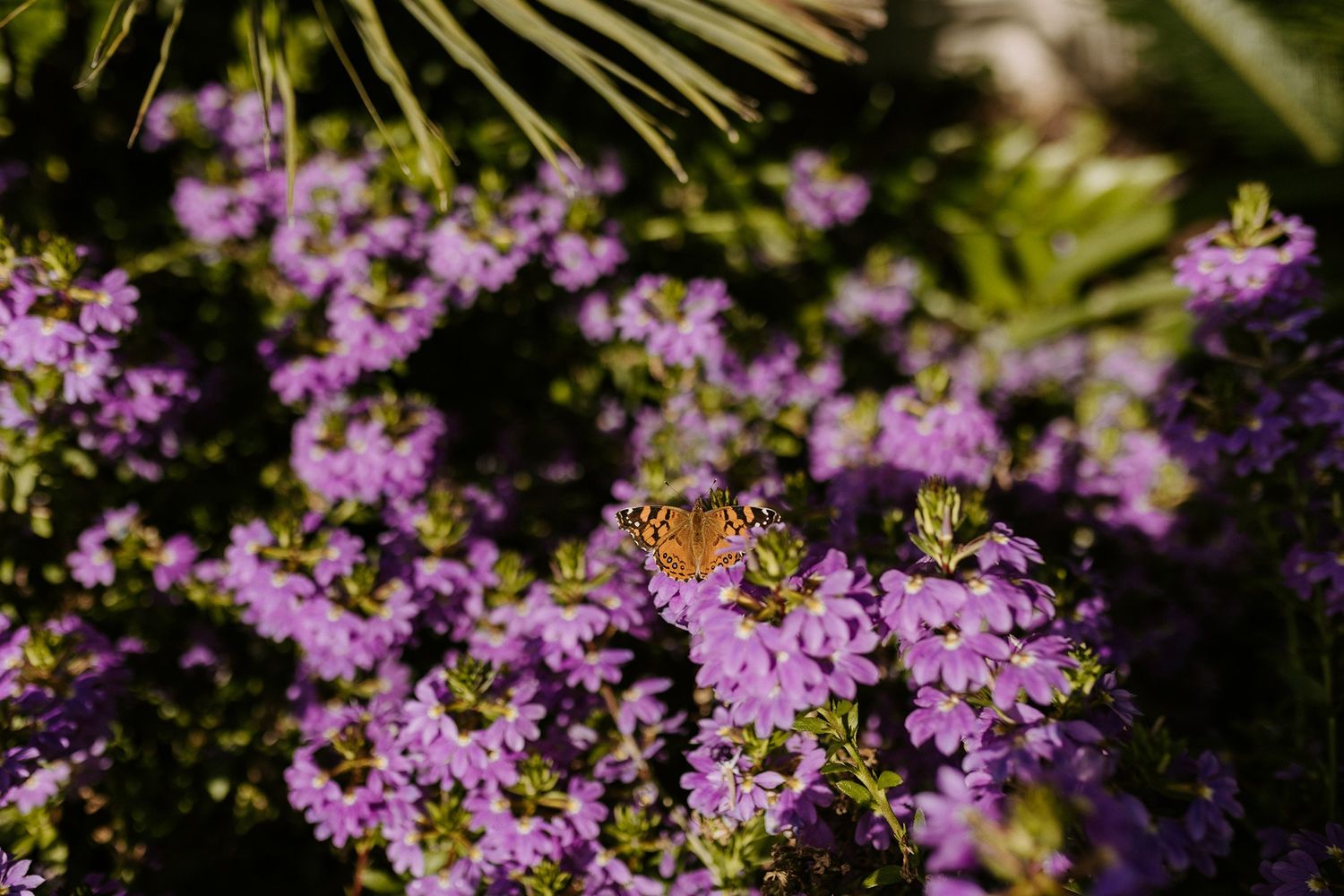 A brown butterfly resting on vibrant purple wildflowers in a sunlit garden with green foliage background.