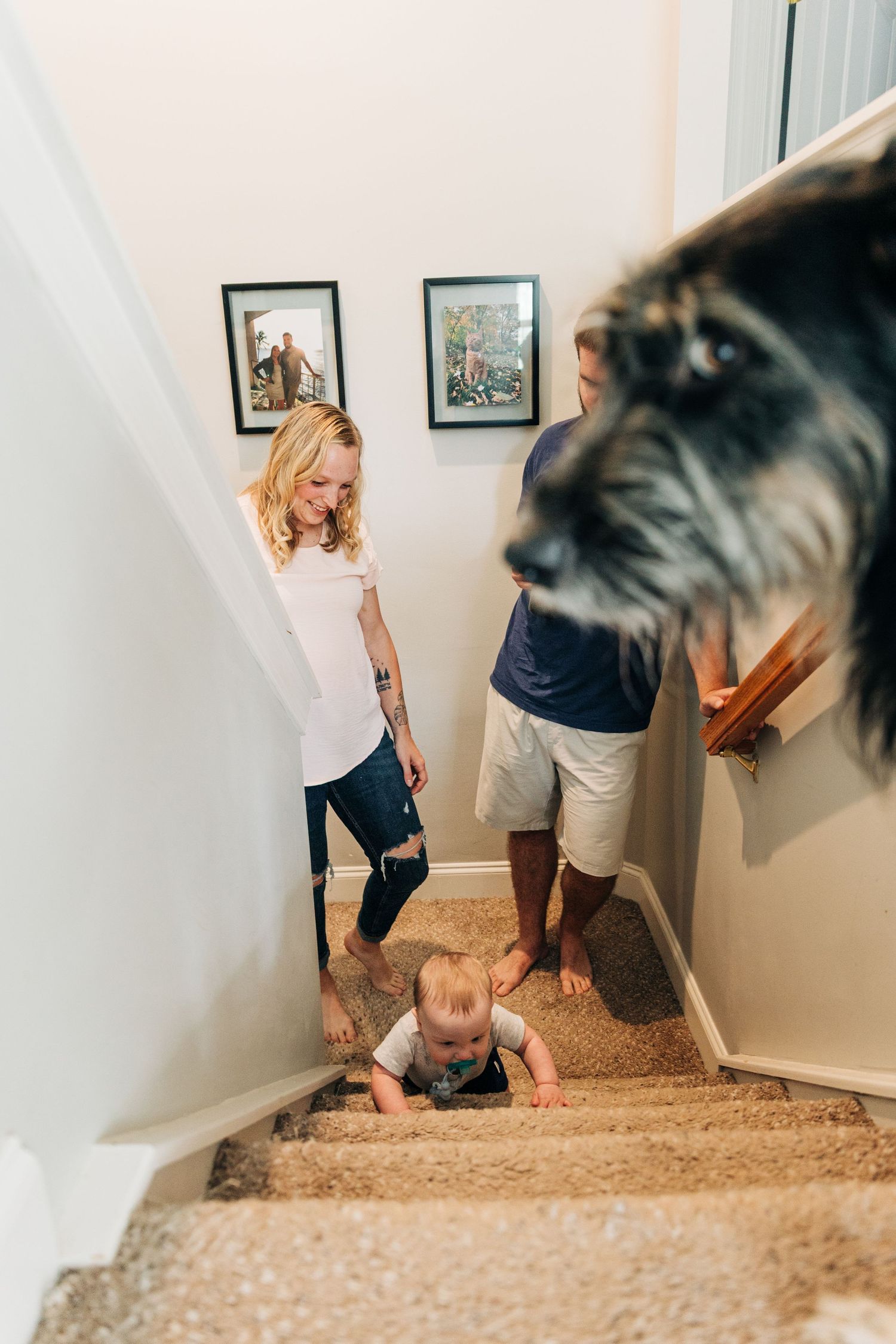 A small child crawls up carpeted stairs while a large dog watches from above with two adults on the staircase.