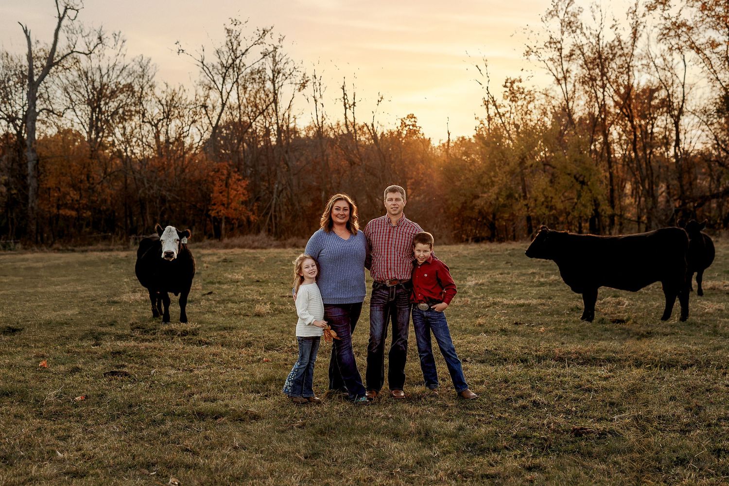 Family portrait session at sunset in a rustic field with black cattle grazing in the background.