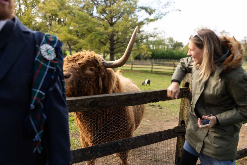A fluffy brown highland cow peers over a wooden fence at visitors in a pastoral farm setting.