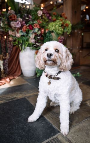 A small white fluffy dog lying on a dark surface with floral decorations and string lights in the background.