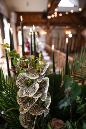 White and green striped orchids bloom in a dimly lit indoor setting with bokeh lights in the background.