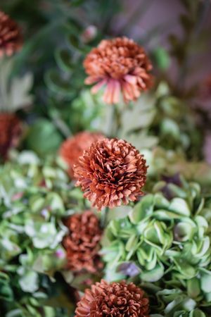 Close-up of coral-colored chrysanthemum flowers with layered petals surrounded by green foliage in soft focus.