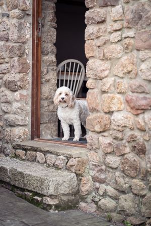 A white dog peeks through a stone wall window of a rustic building with a wooden chair visible inside.