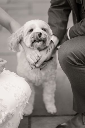 A series of black and white photos showing a small white fluffy dog being groomed and handled.