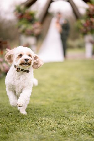 Small white fluffy dog running and jumping playfully across a green grassy lawn on a sunny day.