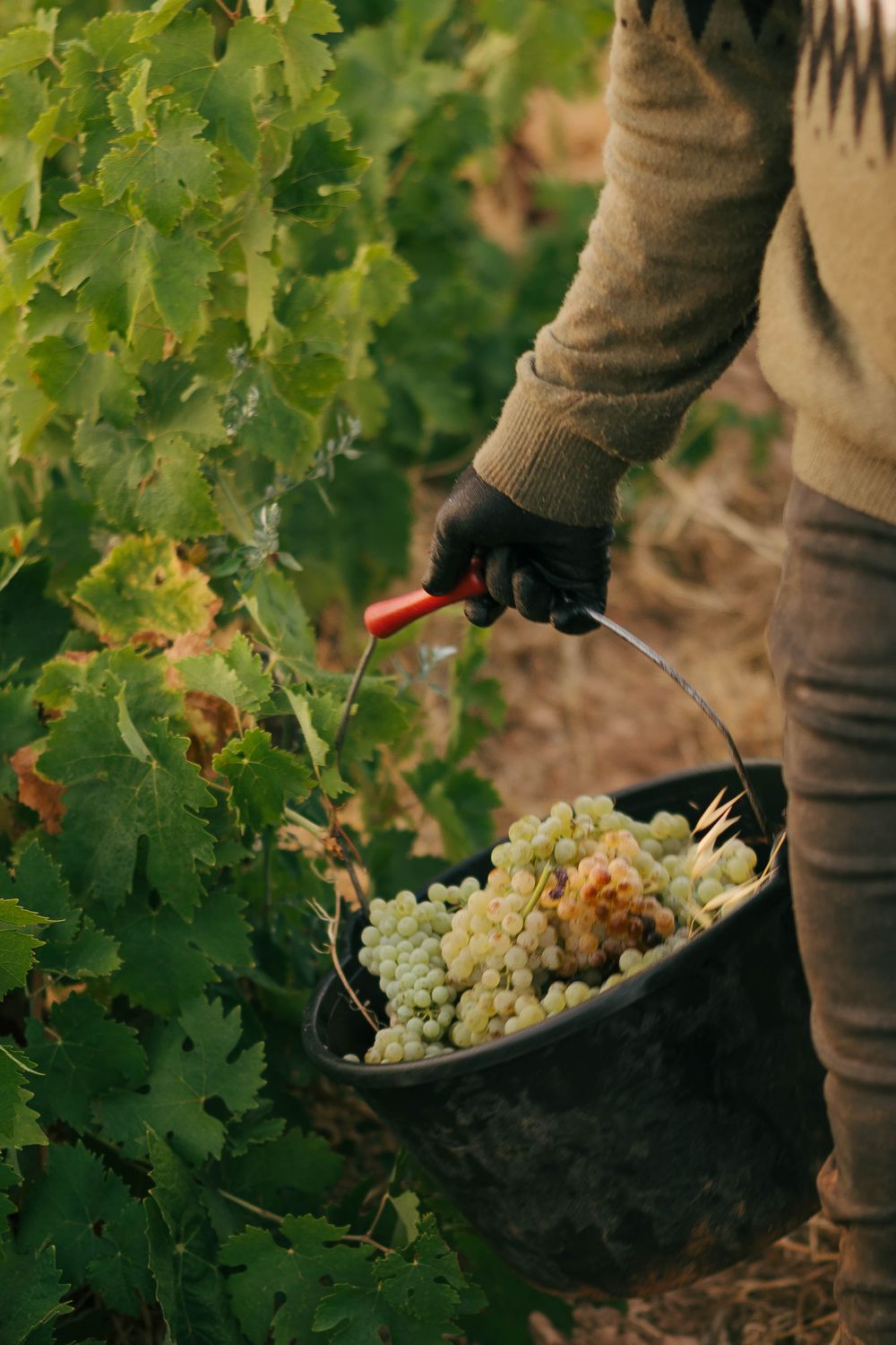 Un agriculteur récolte des raisins blancs avec des sécateurs dans un seau noir dans un vignoble luxuriant pendant la saison des récoltes.