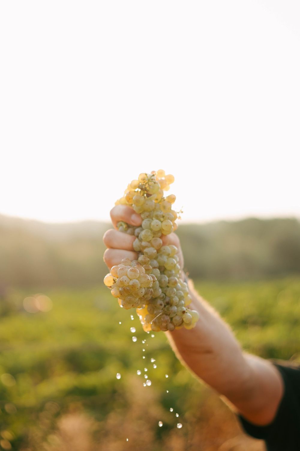 Presser à la main des raisins verts frais dans un vignoble ensoleillé, avec du jus qui coule pendant la saison des récoltes.