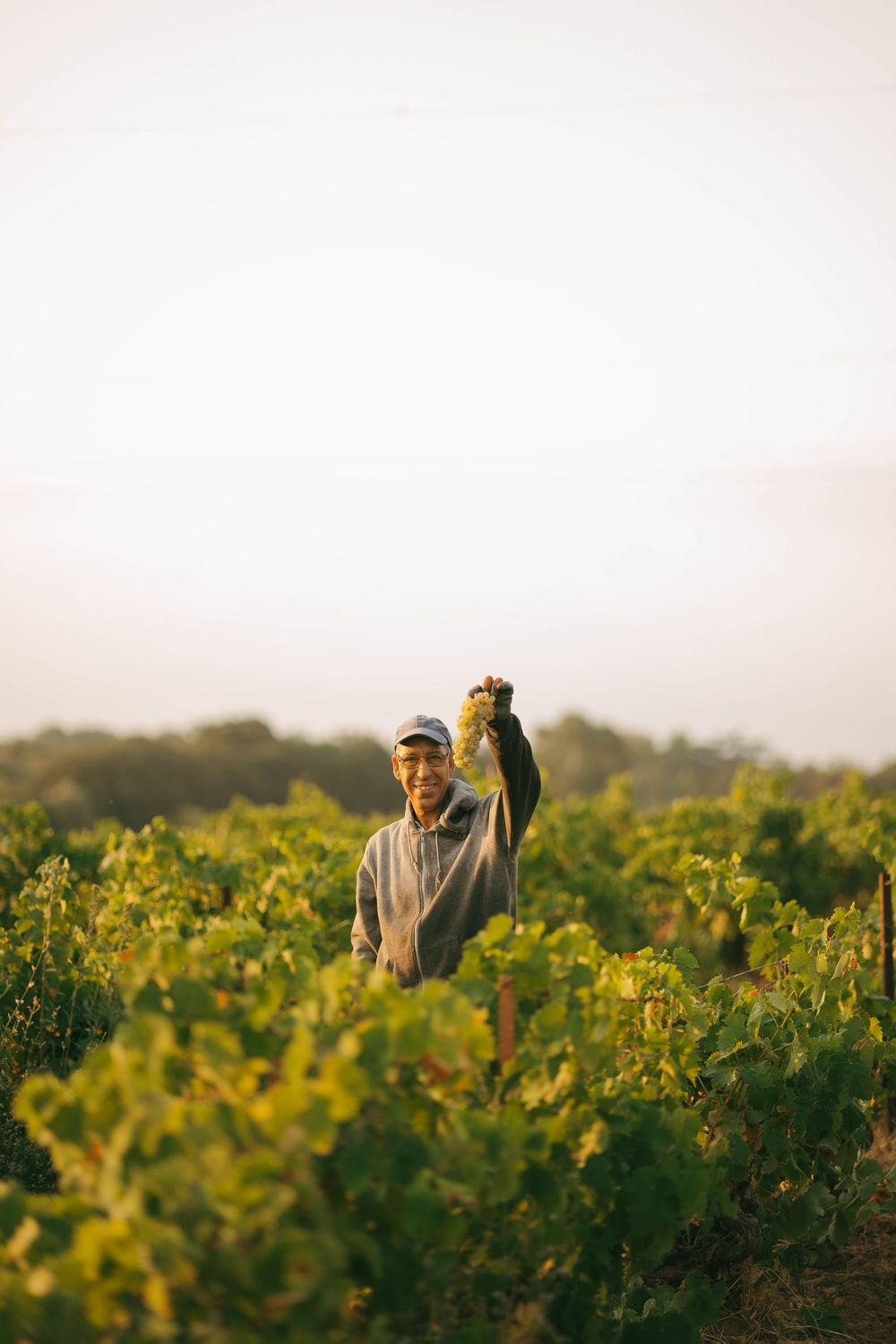 Un agriculteur tient fièrement un bouquet de raisins verts dans un vignoble luxuriant pendant la récolte de l'heure d'or.