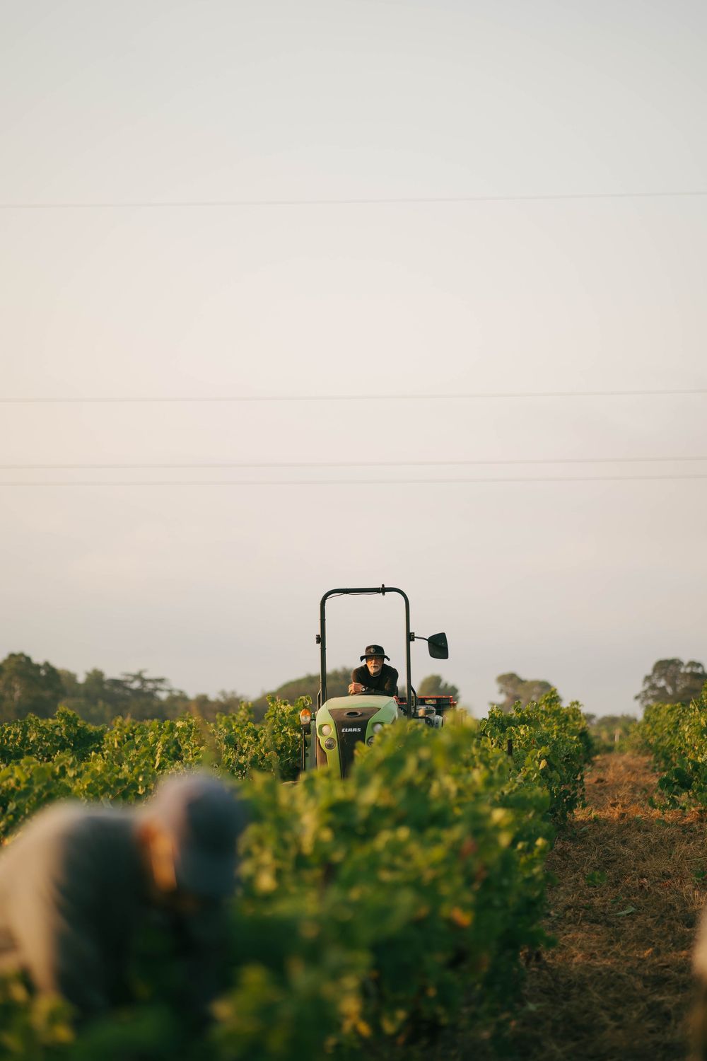 Agriculteur conduisant un tracteur vert à travers des rangées de vignes luxuriantes pendant la saison des récoltes avec des travailleurs qui